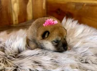 Jade, a female Shiba Inu for sale in Mammoth Spring, AR – Photo 3 of 6