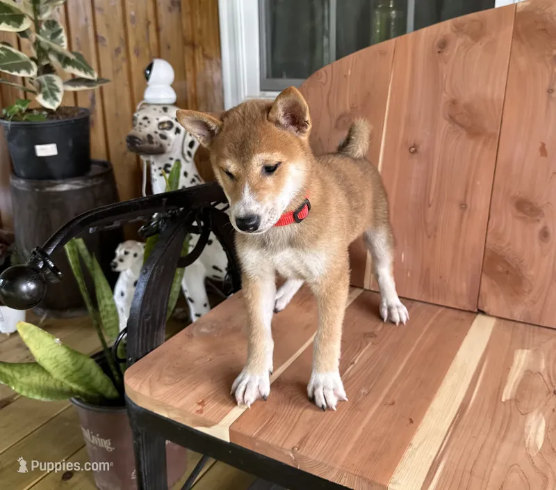Koda – Shiba Inu puppy for sale in Mammoth Spring, AR