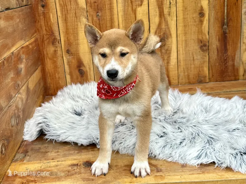 Koda – Shiba Inu puppy for sale in Mammoth Spring, AR