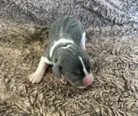 Cinderella, a female Beagle for sale in Mammoth Spring, AR – 4 of 7