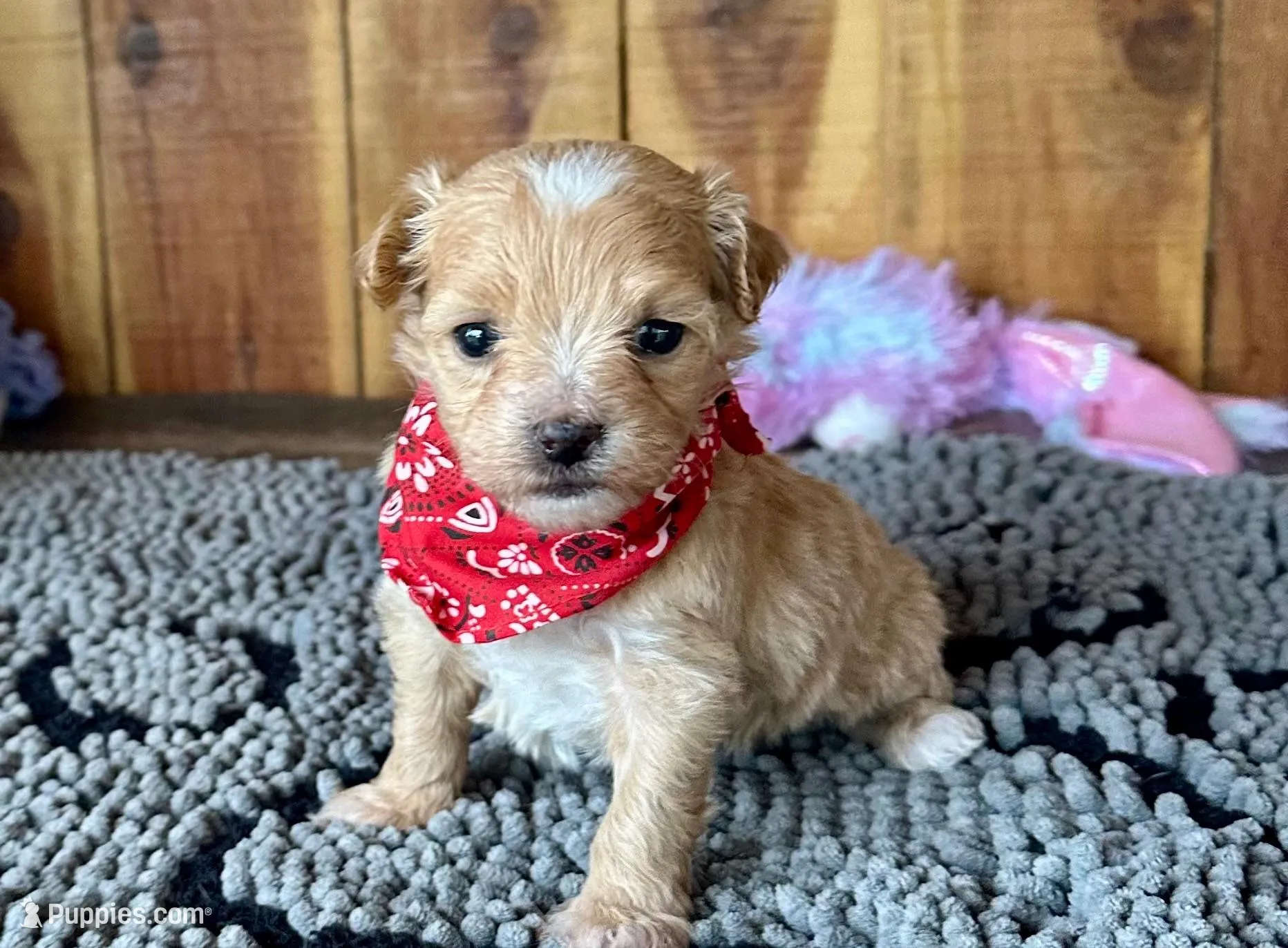 Mochi – Maltipoo puppy for sale in Mammoth Spring, AR
