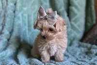 Milo, a male Maltipoo for sale in Mammoth Spring, AR – 6 of 7