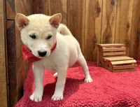 Echo, a male Shiba Inu for sale in Mammoth Spring, AR – 3 of 7