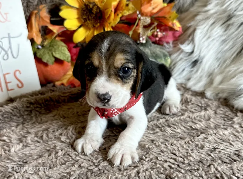 Shiloh  – Beagle puppy for sale in Mammoth Spring, AR