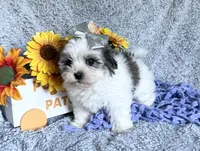 Aubrey , a female Mal Shi for sale in Mammoth Spring, AR – 2 of 6