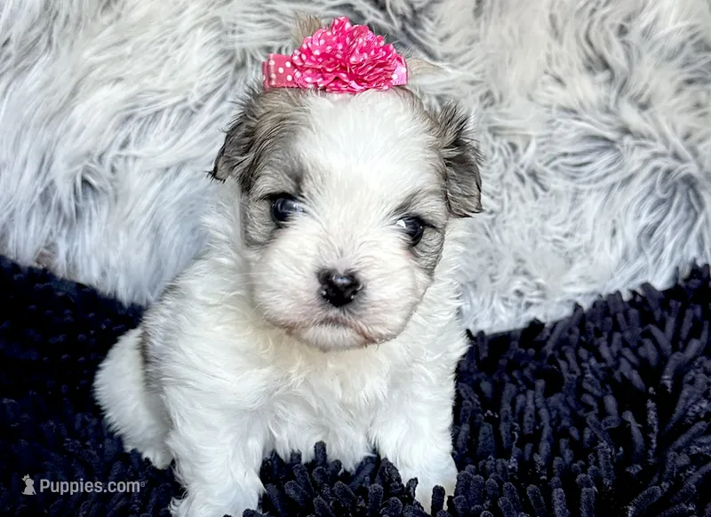 Aubrey  – Mal Shi puppy for sale in Mammoth Spring, AR