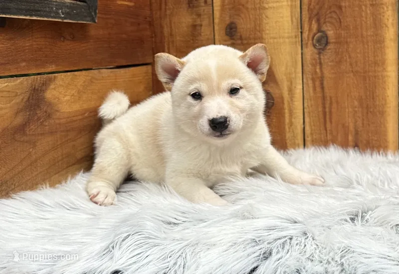 Flick – Shiba Inu puppy for sale in Mammoth Spring, AR