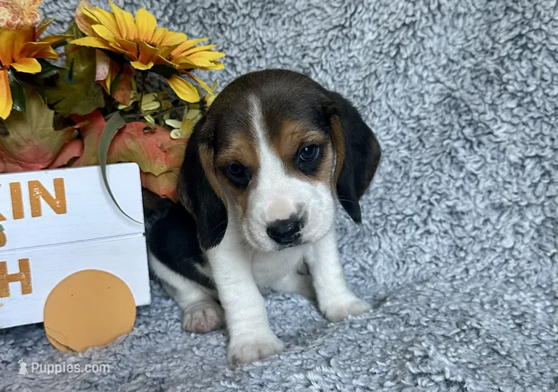 Scooby – Beagle puppy for sale in Mammoth Spring, AR