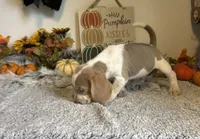 Staton, a male Beagle for sale in Mammoth Spring, AR – 5 of 5