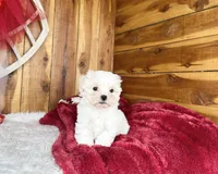 processed/9dd07f46-76e5-41bd-82ce-4d5454d90aef/listing/85e285cf-29c2-4a87-9133-3c1fe1e3e78f/61c16d27-5857-4321-8996-292bfbd6a44a