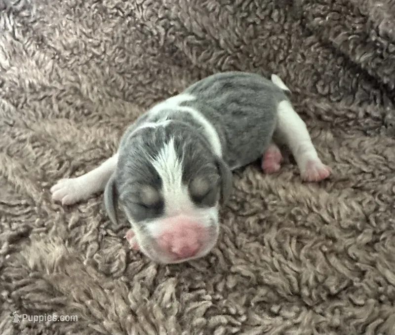 Prince Eric – Beagle puppy for sale in Mammoth Spring, AR