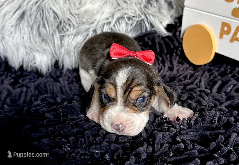 Shiloh  – Beagle puppy for sale in Mammoth Spring, AR