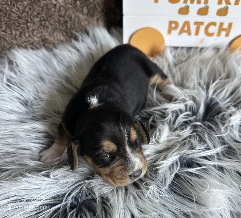 Floki  – Beagle puppy for sale in Mammoth Spring, AR