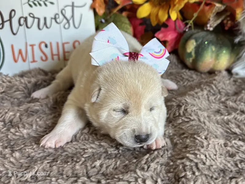 Kiara – Shiba Inu puppy for sale in Mammoth Spring, AR