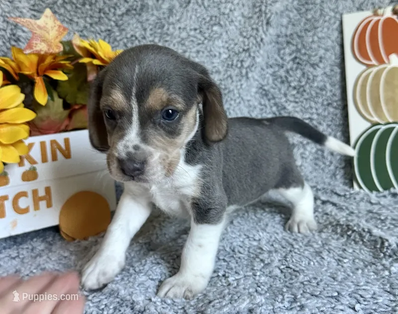 Cinderella – Beagle puppy for sale in Mammoth Spring, AR