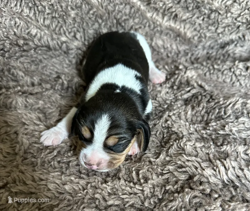 Tinkerbell  – Beagle puppy for sale in Mammoth Spring, AR