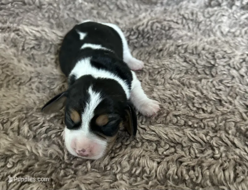 Tiana – Beagle puppy for sale in Mammoth Spring, AR