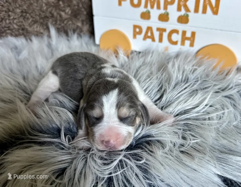 Prince Eric – Beagle puppy for sale in Mammoth Spring, AR