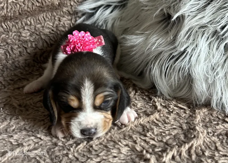 Tinkerbell  – Beagle puppy for sale in Mammoth Spring, AR