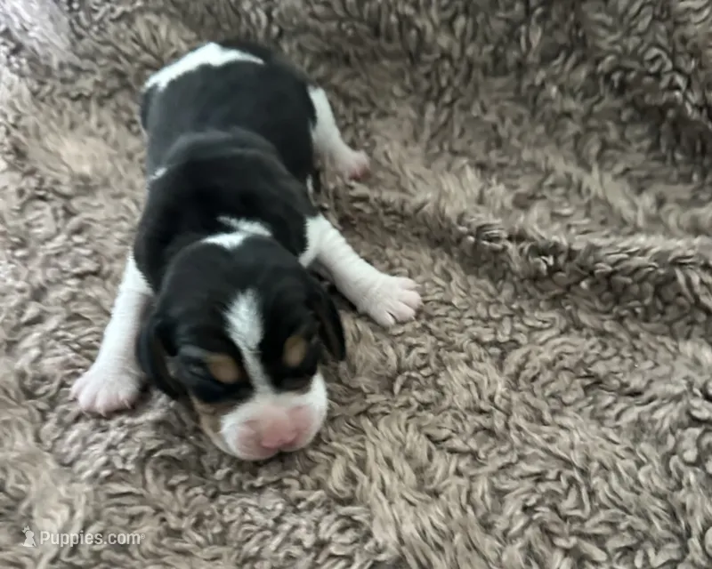 Shiloh  – Beagle puppy for sale in Mammoth Spring, AR
