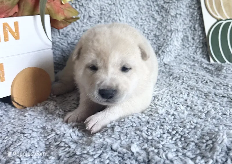 Kiara – Shiba Inu puppy for sale in Mammoth Spring, AR