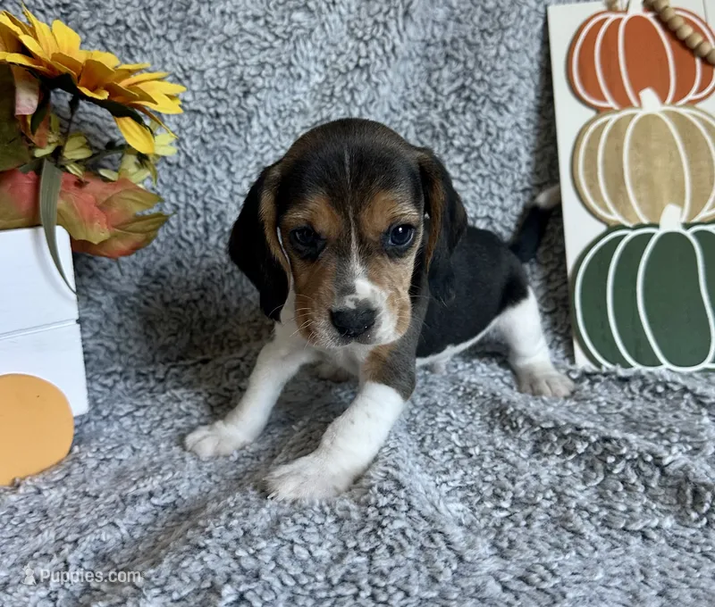 Pluto  – Beagle puppy for sale in Mammoth Spring, AR