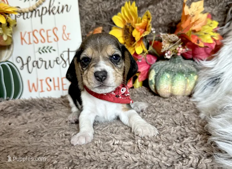 Pluto  – Beagle puppy for sale in Mammoth Spring, AR