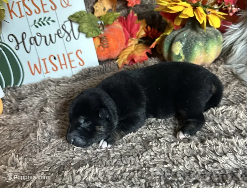 Midnight  – Shiba Inu puppy for sale in Mammoth Spring, AR