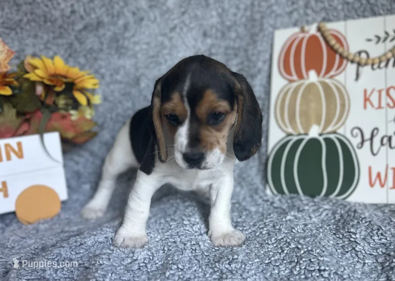 Jasmine  – Beagle puppy for sale in Mammoth Spring, AR