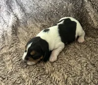 Jasmine , a female Beagle for sale in Mammoth Spring, AR – 5 of 7