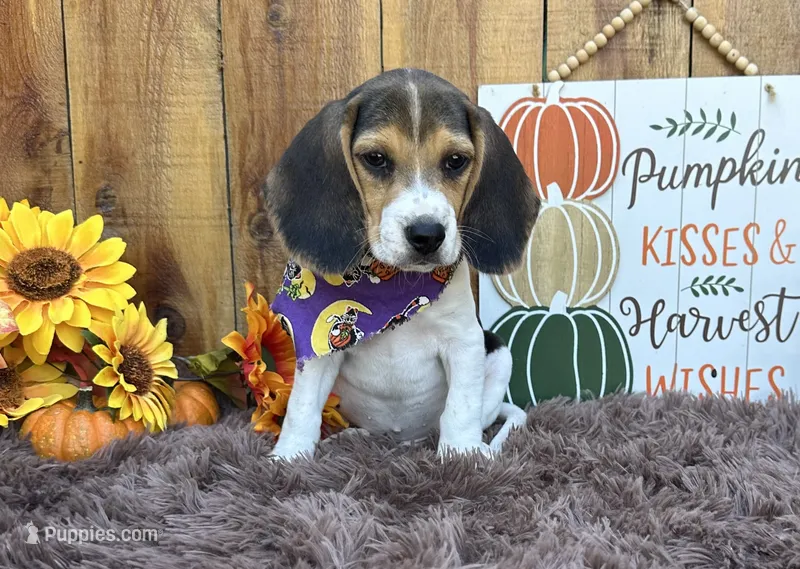 Mickey  – Beagle puppy for sale in Mammoth Spring, AR