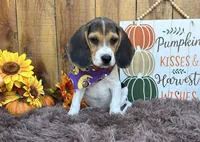 Mickey , a male Beagle for sale in Mammoth Spring, AR – 1 of 6