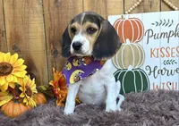 Mickey , a male Beagle for sale in Mammoth Spring, AR – 2 of 6