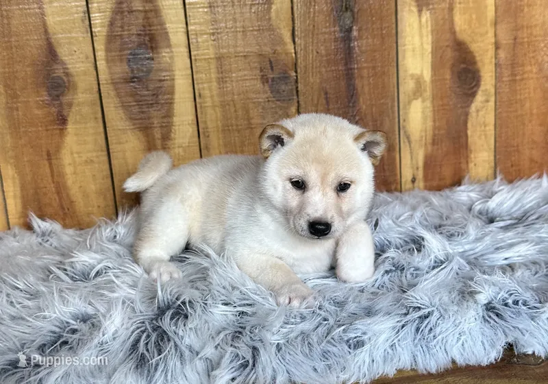 Ember – Shiba Inu puppy for sale in Mammoth Spring, AR