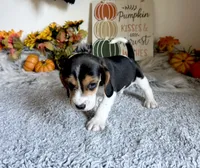 Scooby , a male Beagle for sale in Mammoth Spring, AR – 4 of 5