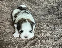 Aubrey , a female Mal Shi for sale in Mammoth Spring, AR – 8 of 8