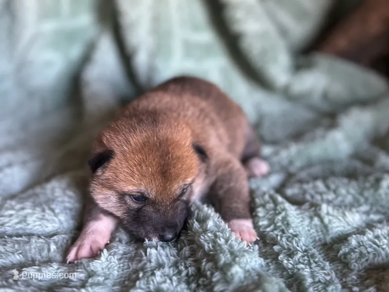 Mateo  – Shiba Inu puppy for sale in Mammoth Spring, AR