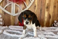 processed/9dd07f46-76e5-41bd-82ce-4d5454d90aef/listing/95d67f27-ce9a-4af6-9ac2-2c68d3c56bea/03d50d9a-036e-4595-9987-00233dcfd5ca