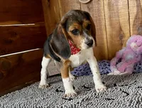 Caili, a female Beagle for sale in Mammoth Spring, AR – Photo 3 of 6