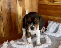 processed/9dd07f46-76e5-41bd-82ce-4d5454d90aef/listing/95d67f27-ce9a-4af6-9ac2-2c68d3c56bea/55b8c5fa-69b2-406d-bf23-759833618435