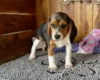Caili, a female Beagle for sale in Mammoth Spring, AR – Photo 6 of 6