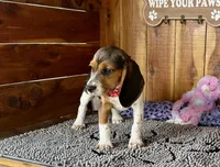 Caili, a female Beagle for sale in Mammoth Spring, AR – Photo 5 of 6