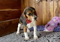 Caili, a female Beagle for sale in Mammoth Spring, AR – Photo 4 of 6