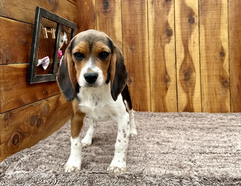 Caili – Beagle puppy for sale in Mammoth Spring, AR