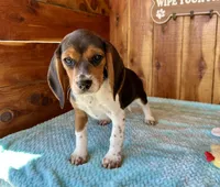 Caili, a female Beagle for sale in Mammoth Spring, AR – Photo 4 of 4