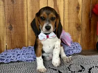 Caili, a female Beagle for sale in Mammoth Spring, AR – Photo 2 of 6