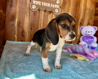 Caili, a female Beagle for sale in Mammoth Spring, AR – Photo 3 of 4