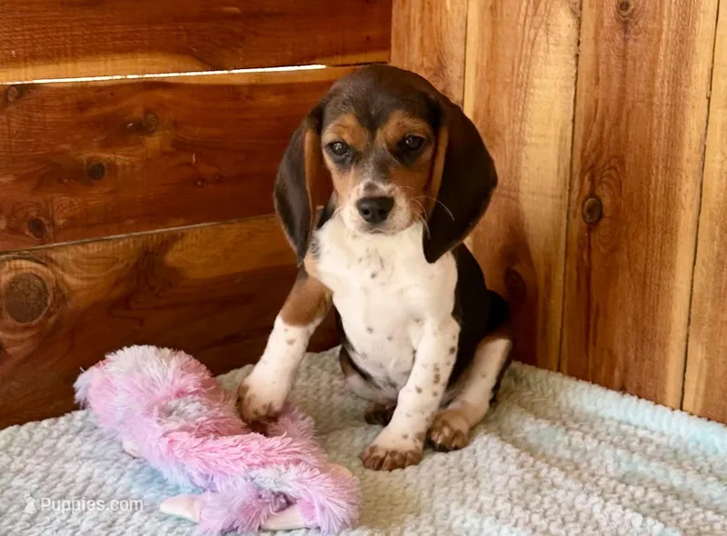 Caili – Beagle puppy for sale in Mammoth Spring, AR
