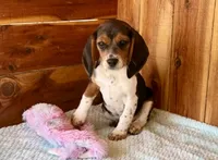 Caili, a female Beagle for sale in Mammoth Spring, AR – Photo 1 of 4