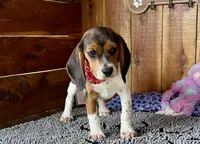 Caili, a female Beagle for sale in Mammoth Spring, AR – Photo 1 of 6